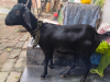 দেশি পাঠি ছাগল